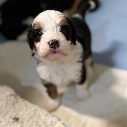 Hamm - Tri-color male Bernedoodle puppy in Lincoln, Nebraska from GRand Doodles