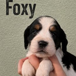 Foxy - Black white and tan female English Springer Spaniel puppy in Fort White, Florida from Thunderbird Springers
