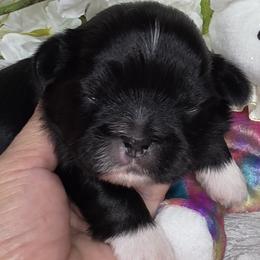 Freida Boy 1 - Black and white male Shih Tzu puppy in Buda, Texas from Vickie's Shih Tzus