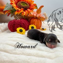 Howard - Black and cream male Dachshund puppy in Prairieville, Louisiana from Southern Barron Danes & Dachshunds