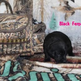 Labrador Retriever Puppies from Copper Creek Outfitters and Kennel