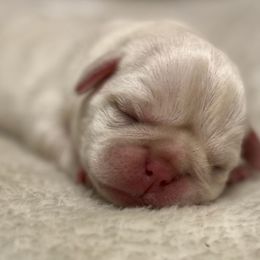 Pugs from M.R. Pugs
