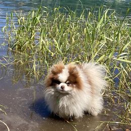 Pomeranians from Pomeranians Montana