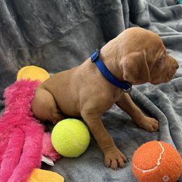 Blue Boy - Red golden male Vizsla puppy in Foley, Alabama from Paula's South Bama Vizslas