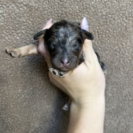 Naomi - Merle female Cockapoo puppy in Indiana from muddy boots cocker spaniels and cockapoos