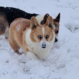 American Corgis and Pembroke Welsh Corgis from Dean’s Rustic Ranch Corgis and Horses