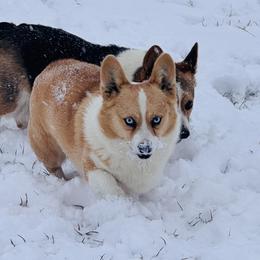 American Corgis and Pembroke Welsh Corgis from Dean’s Rustic Ranch Corgis and Horses