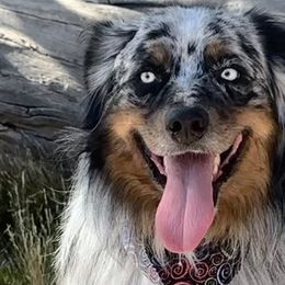 Australian Shepherds and Miniature Australian Shepherds from TTTNT Aussies