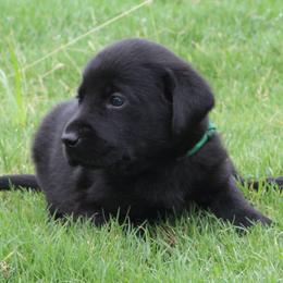 Boy 2 - Black male Labrador Retriever puppy in Four Oaks, North Carolina from TLC Retrievers
