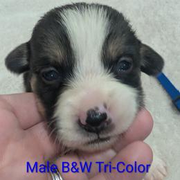 Boy 2 - Black and white male Cardigan Welsh Corgi puppy in Chehalis, Washington from Triple B Corgis