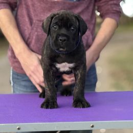 Royal Blue - Black brindle male Cane Corso puppy in Paris, Texas from Knucklehead Cane Corso
