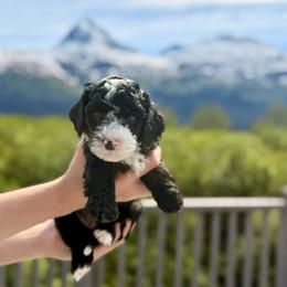 Black and White Boy 1 - Black and white male Bernedoodle puppy in Anchorage, Alaska from Cascade Country Doodles