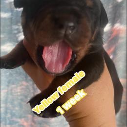 Yellow - Black and mahogany female Rottweiler puppy in Mancelona, Michigan from Nicolle Stone