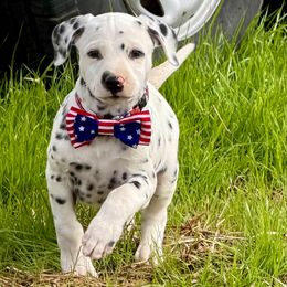 Spot - White and black male Dalmatian puppy in Mt. Vernon, Texas from Double B
