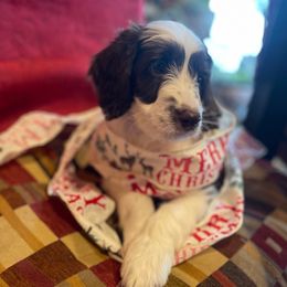 Charlie - Tri-color male Australian Labradoodle puppy in Eagle, Wisconsin from Fruitful Beginnings,LLC