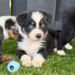 Latke - Black tri-color male Australian Shepherd puppy in Oak Hill, Florida from Swingin T Ranch LLC