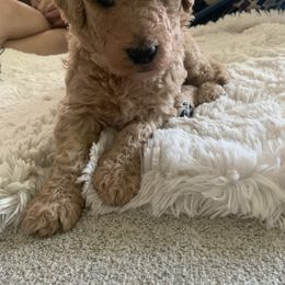 Goldendoodle Puppies from Columbia River Doodles