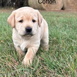 Labrador Retriever Puppies from Theresa Rhodes