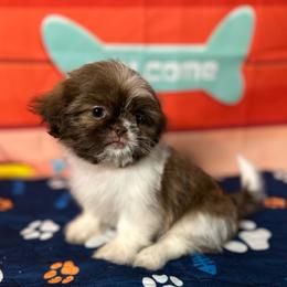 CKC Girl 3 - Red and white female Shih Tzu puppy in Houston, Texas from Paws n Claws