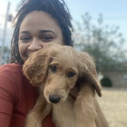Goldendoodle Puppies from Golden Cuddle Pups