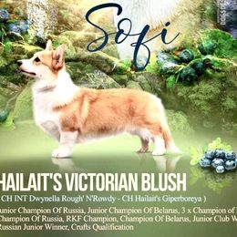 Sofi - Pembroke Welsh Corgi