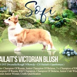Sofi - Pembroke Welsh Corgi