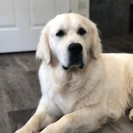 Thor - Golden Retriever