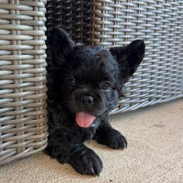 Ella - Brindle female French Bulldog puppy in Brush Prairie, Washington from Hallowells Red Barn French Bulldog's