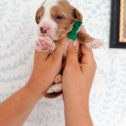 Arthur - Green collar boy - Red  male Goldendoodle puppy in Ruthorfordton, North Carolina from Duncan Doodles Goldendoodles