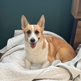 Teak - Pembroke Welsh Corgi