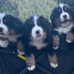 Bernese Mountain Dogs from Rusty Brows Berners