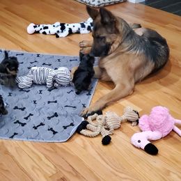 Yorkshire Terrier Puppies from Yorkie Puppies Redwood Ranch Chicago