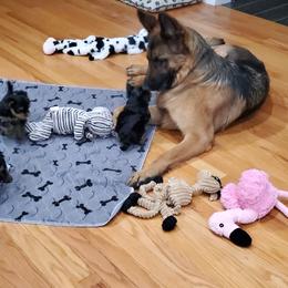Yorkshire Terrier Puppies from Yorkie Puppies Redwood Ranch Chicago