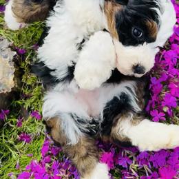 Bernedoodle and Pyredoodle Puppies from FDF Pyredoodles & Bernedoodles