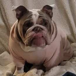 Bulldogs from Julie's Bullies