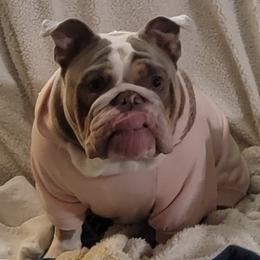 Bulldogs from Julie's Bullies