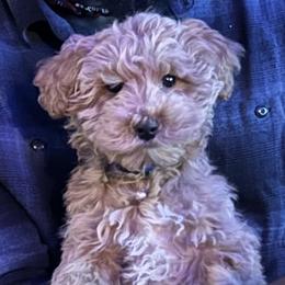 Boy 1 - Brown male Schnoodle puppy in Rancho Cordova, California from Snickerdoodle Doodles