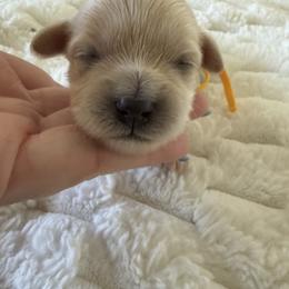 Sunflower  ( yellow collar) - Apricot female Maltipoo puppy in Fredericktown, Missouri from Doodle Pups Fur-Ever
