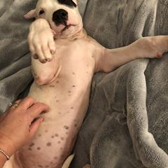 Dogo Argentino Puppies from De La Citra Dogo Argentino
