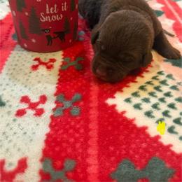 Yellow - Chocolate male Labrador Retriever puppy in Normantown, West Virginia from Meadows Labradors