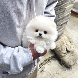 Milk - White female Pomeranian puppy in Chino, California from Teddy-Faced Teacup Pomeranians