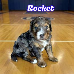Rocket - Blue merle male Bernedoodle puppy in Banner Elk, North Carolina from Walnut Tree Bernedoodles