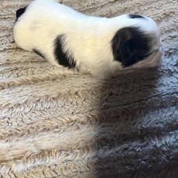 Girl 1 - Black gold and white female Shih Tzu puppy in Fort Worth, Texas from Gigi’s Superior Shih Tzus