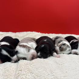 Miniature American Shepherd puppies from Azure Sky Minis