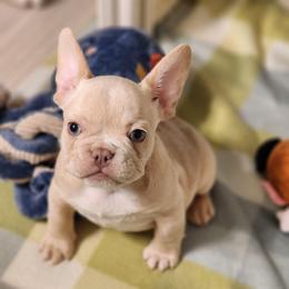 Theodore - Cream male French Bulldog puppy in San Antonio, Texas from Chary's Elite Frenchies