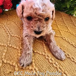 Poodle Puppies from Wendy's Poodles