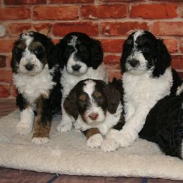 Bernedoodle, Goldendoodle, and Soft Coated Wheaten Terrier Puppies from Red Brick Doodles