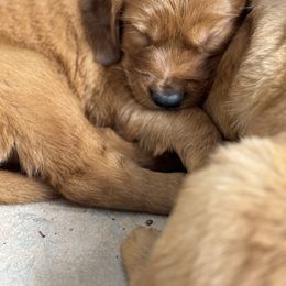 Golden Retriever Puppies from K5 Dog Services