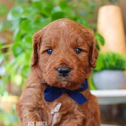 Toy Soldier - Red  male Goldendoodle puppy in Salado, Texas from Red Ranch Dogs