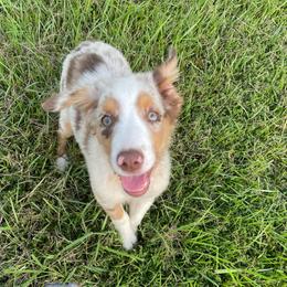 Butter ball - Red merle male Toy Australian Shepherd puppy in Alabama from SBA Aussies